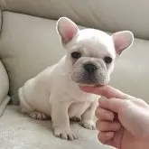 フレンチブルドッグ