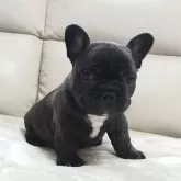 フレンチブルドッグ