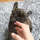 フレンチブルドッグ