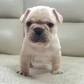 フレンチブルドッグ