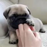 パグ