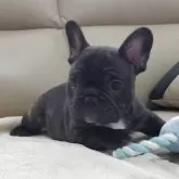 フレンチブルドッグ