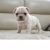 フレンチブルドッグ