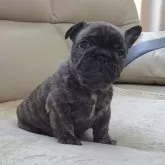 フレンチブルドッグ