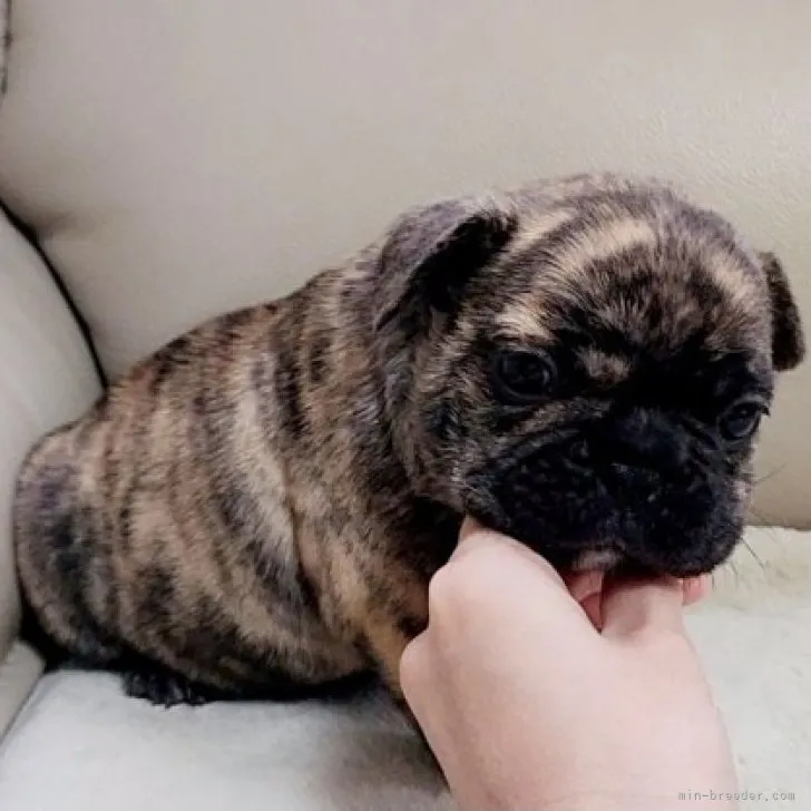 ID:2309-00454の子犬