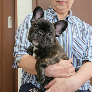 フレンチブルドッグ【埼玉県・女の子・2024年5月12日・ブリンドル】の写真「お顔が抜群に可愛いお姫様♪」