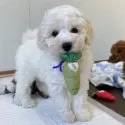 トイプードル(トイ)【大分県・男の子・2025年10月4日・ホワイト】の写真4