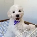 トイプードル(トイ)【大分県・男の子・2025年10月4日・ホワイト】の写真5