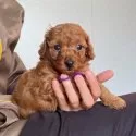 トイプードル(トイ)【大分県・女の子・2025年10月1日・アプリコット】の写真8