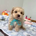 マルプー(マルチーズ×トイプードル)【大分県・男の子・2025年10月30日・アプリコット】の写真2