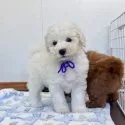 トイプードル(トイ)【大分県・男の子・2025年10月4日・ホワイト】の写真7