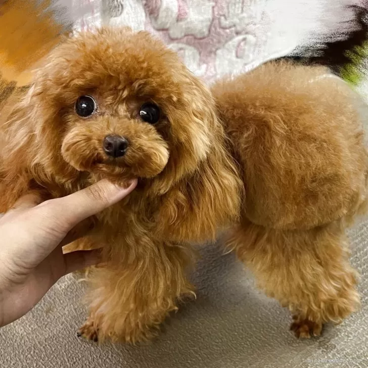 ID：2409-04036の子犬