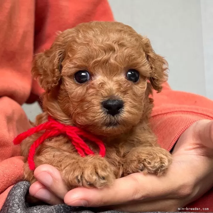 S.T 様のお迎えした子犬