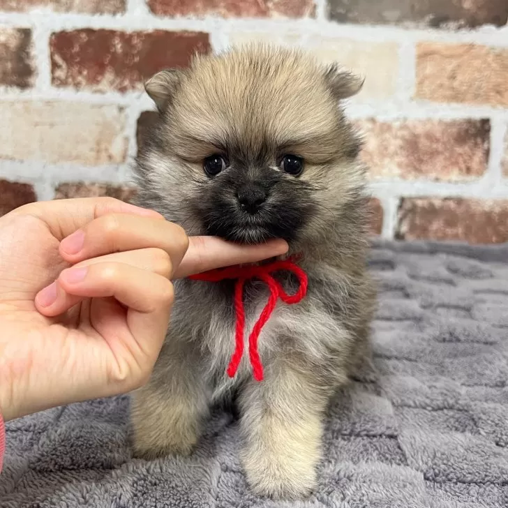 Y.M 様のお迎えした子犬