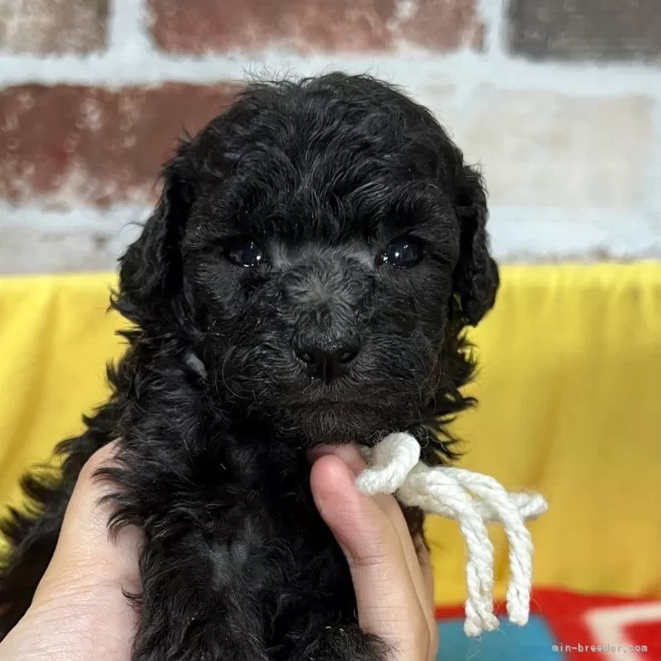 トイプードル(トイ)【大分県・女の子・2025年10月4日・シルバー】の写真1