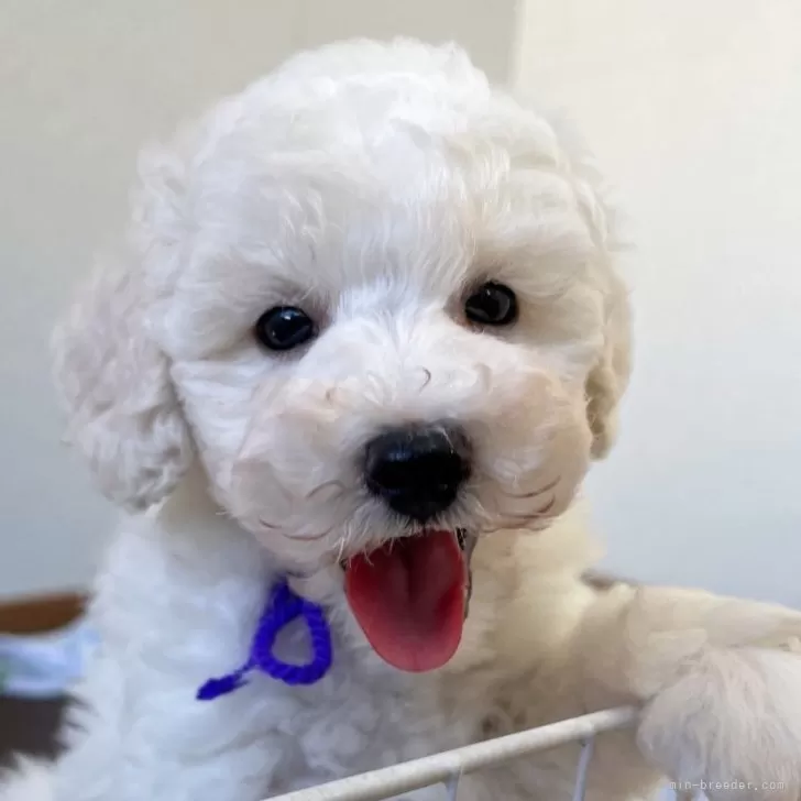 ID：2511-00241の子犬