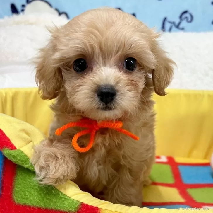 ID：2506-02197の子犬