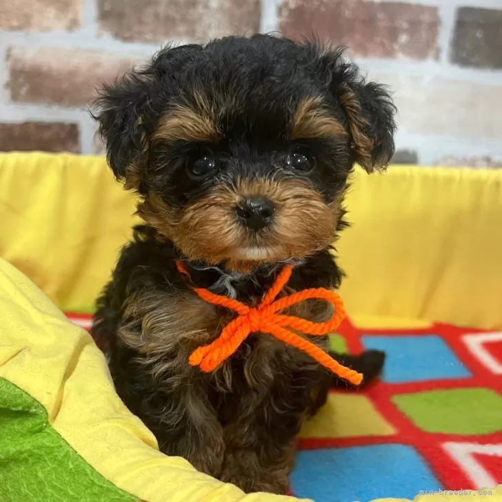ひな 様のお迎えした子犬