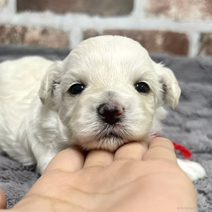 ID:2506-02484の子犬