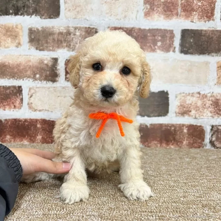 ID：2502-03081の子犬