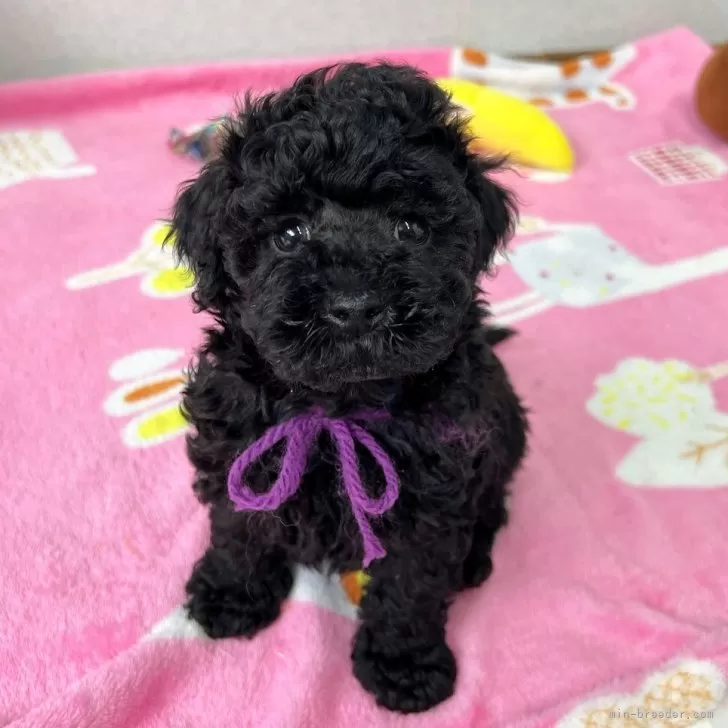 ID：2503-00475の子犬