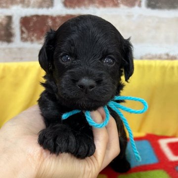 チワプー(チワワ×トイプードル)【大分県・男の子・2025年10月10日・ブラック(胸に一部白い毛有)】の写真「出産ラッシュの為お値下げ‼️【仮名】かいとくん🩵」