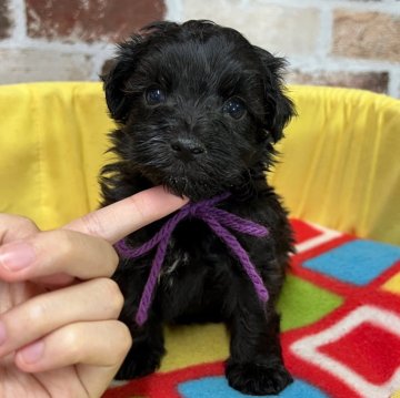 マルプー(マルチーズ×トイプードル)【大分県・男の子・2025年10月8日・ブラック(胸に白有り)】の写真「出産ラッシュでお値下げ‼️【仮名】ボーダーくん💜」