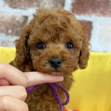 トイプードル(タイニー)【大分県・男の子・2025年6月12日・レッド】の写真「とってもマイペースさん😎✨【仮名】ビスケくん💜」