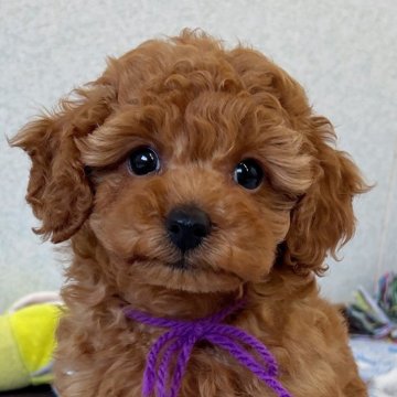 トイプードル(トイ)【大分県・女の子・2025年10月1日・アプリコット】の写真「とっても元気な女の子🫶🏻【仮名】コナちゃん💜」