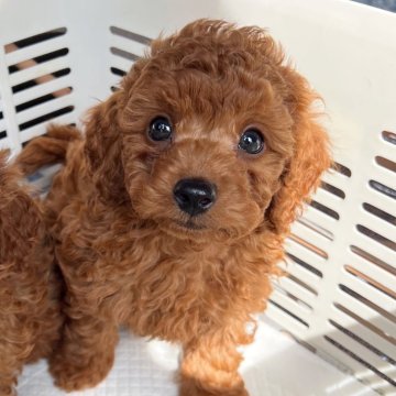 トイプードル(トイ)【大分県・男の子・2026年2月5日・レッド】の写真「超人懐っこい甘えんぼうBoy✨【仮名】レイくん💜」