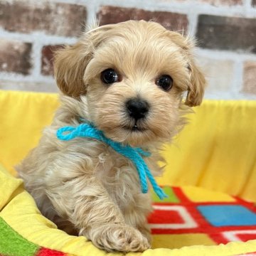 マルプー(マルチーズ×トイプードル)【大分県・男の子・2025年10月30日・クリーム】の写真「でか目👀💕超甘えんぼう🥰【仮名】ラブくん🩵」