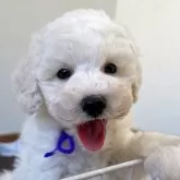 トイプードル(トイ)【大分県・男の子・2025年10月4日・ホワイト】の写真1