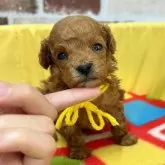 タイニープードル