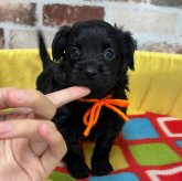 チワプー(チワワ×トイプードル)