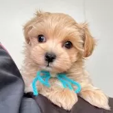 マルプー(マルチーズ×トイプードル)【大分県・男の子・2025年10月30日・アプリコット】の写真1