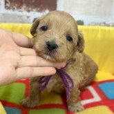 マルプー(マルチーズ×トイプードル)