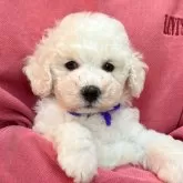 トイプードル(トイ)