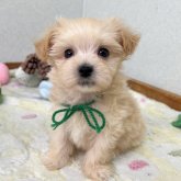 マルプー(マルチーズ×トイプードル)