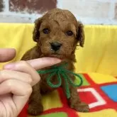 トイプードル(トイ)