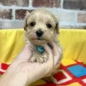 マルプー(マルチーズ×トイプードル)【大分県・男の子・2025年10月30日・アプリコット】の写真10