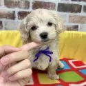 マルプー(マルチーズ×トイプードル)【大分県・男の子・2025年10月10日・クリーム】の写真4