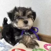 マルキー(マルチーズ×ヨークシャーテリア)【大分県・男の子・2025年3月8日・スティールブルータン】の写真3