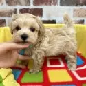 マルプー(マルチーズ×トイプードル)【大分県・男の子・2025年10月30日・アプリコット】の写真5