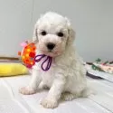トイプードル(トイ)【大分県・男の子・2025年10月4日・ホワイト】の写真13