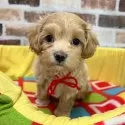 マルプー(マルチーズ×トイプードル)【大分県・女の子・2025年10月10日・アプリコット】の写真2