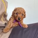 トイプードル(トイ)【大分県・女の子・2025年10月1日・アプリコット】の写真5