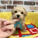 マルプー(マルチーズ×トイプードル)【大分県・男の子・2025年10月30日・アプリコット】の写真8