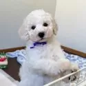 トイプードル(トイ)【大分県・男の子・2025年10月4日・ホワイト】の写真3
