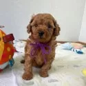 トイプードル(トイ)【大分県・女の子・2025年10月1日・アプリコット】の写真6