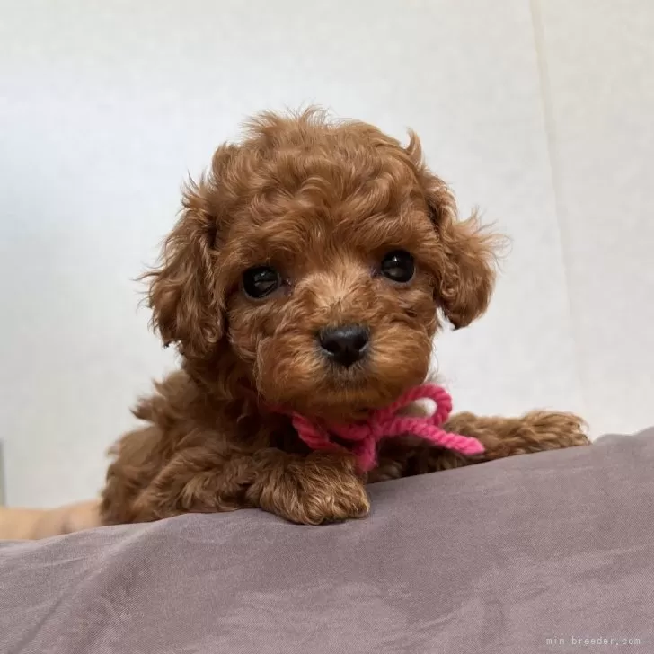 ID：2408-04928の子犬